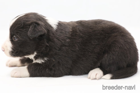 成約済の神奈川県のボーダーコリー-364973の5枚目